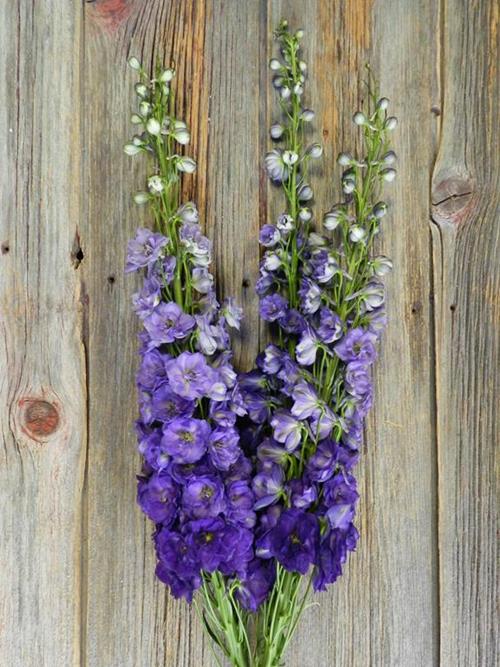 BLACK VELVET  PURPLE HYBRID DELPHINIUM